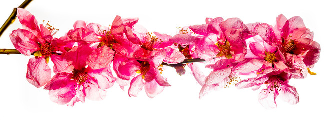 Branch of pink cherry blossoms on white background