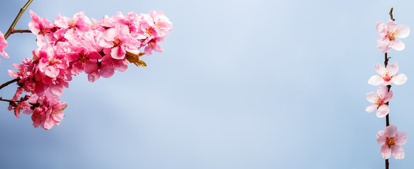Frame with branches of pink cherry blossoms on blue background
