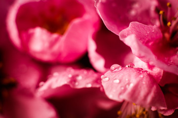 Drop of water on petal of pink cherry flower in close-up macro