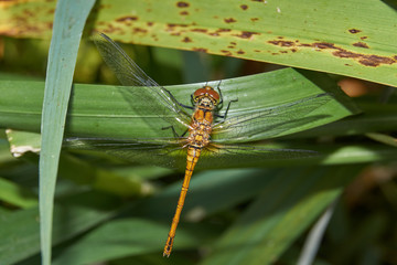 Dragonfly resting on a sedge by the river.