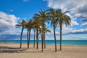 Fototapeta na wymiar Palm trees on the beach against the background of the sea and blue sky with beautiful clouds in the sun. Villajoyosa, Spain