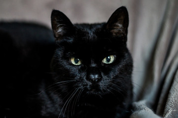 Miradas de un gato negro