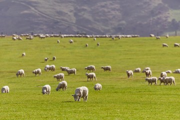 Fototapeta na wymiar Sheep grazing on agreen field