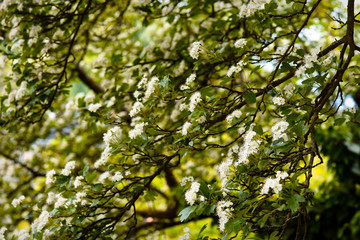 green leaves background