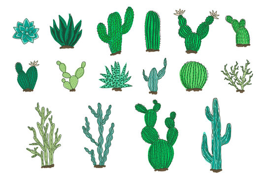 Collection of isolated outline colorful vector cactus and succulents elements. Cute bright green hand drawn textured doodle cacti illustrations for pattern design, logo, coloring book, decor