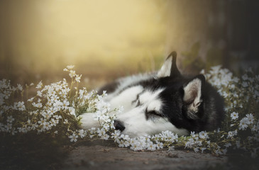 siberian husky sleep in the white flowers