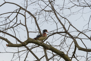 Male Wood Duck perched high in a tree. 