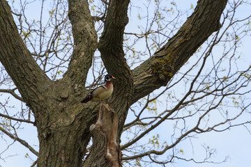 Fototapeta na wymiar Male Wood Duck perched high in a tree. 