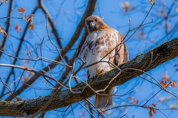 Red Shouldered Hawk