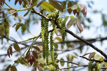 Walnut tree blossom. Spring flowering. Flowers and young leaves of a nut. Seasonal pollen.

