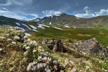 Fototapeta na wymiar Mountain valley. In the foreground are flowers.