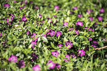 The charming periwinkle. Periwinkle flowers (Vinca minor) blooming in the spring garden.