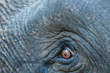 elephant eye close up and skin texture at dhikala,  jim corbett national park, uttarakhand, india
