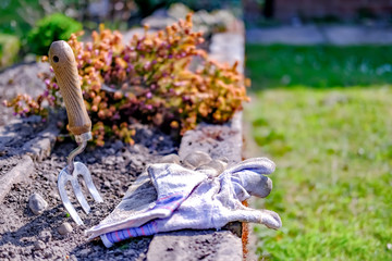 Weeding the flower bed. A small gardening fork and a pair of gardening gloves in front of a heather plant in an English country garden