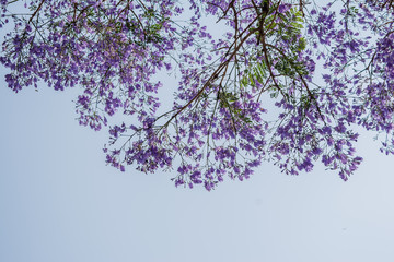 Obraz na płótnie Canvas Purple Haze: Jacaranda tree purple flowers against blue sky 