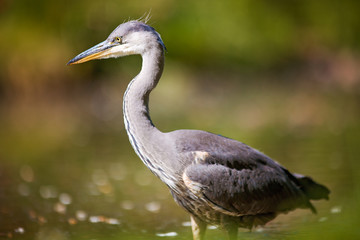 heron