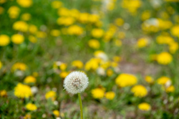 Single dandelion on the meadow with blurred background of yellow flowers.  