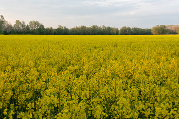 Yellow field of rape in Poland. Selective focus. 