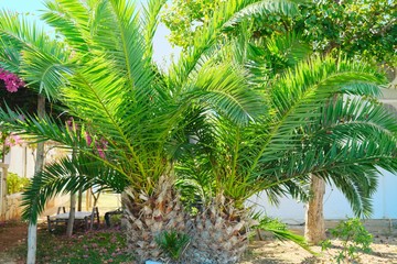 Fototapeta na wymiar Tropical palm plant Phoenix canariensis Chabaud in the garden