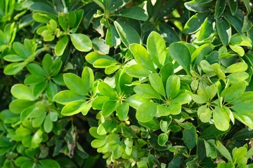 Fototapeta na wymiar Plant green background, top view on evergreen Schefflera bush