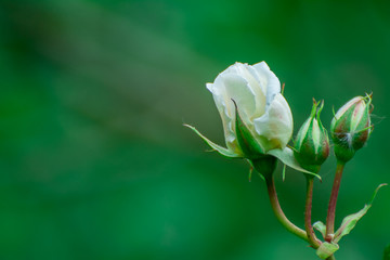 white  rose flower on green background