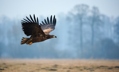 White-tailed eagle (Haliaeetus albicilla)