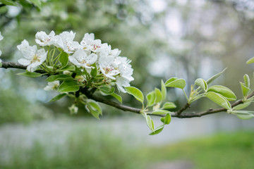 branch Apple trees bloom white