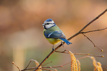 Eurasian blue tit,Cyanistes caeruleus.