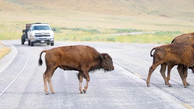 Antelope Island, USA with bison family with calves calf herd crossing road in state park near Great Salt Lake City in Utah in slow motion panning