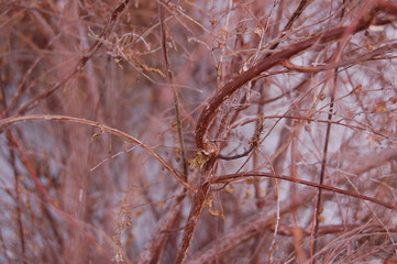 Der Frühling kommt!