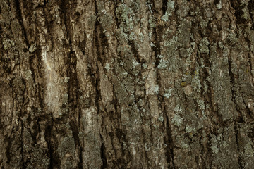 texture wood