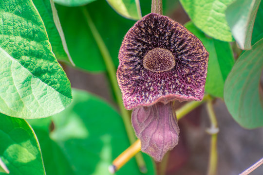 aristolochia  tree branch in park with flowers