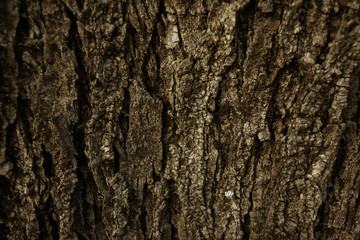 texture wood