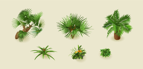 Tropical palm plants on a light background for interior design in isometric. Vector illustration