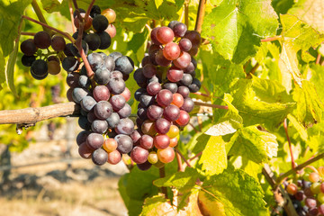 bunches of shiraz grapes ripening in organic vineyard at harvest time