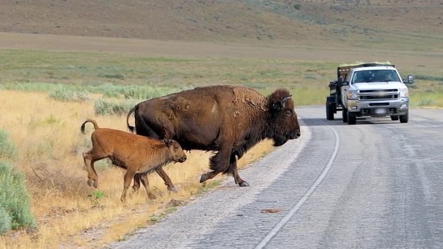 Female mother bison with her calf herd in slow motion crossing the road on Antelope Island State Park near Great Salt Lake City in Utah, USA in slow motion