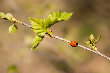 Biedronka na gałęzi