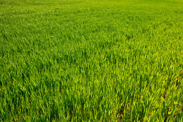 green grass field top view