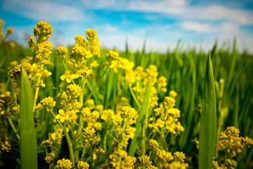 yellow flower in green grass against a blue sky