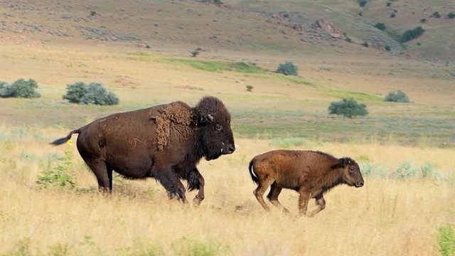 Female mother bison with her calf herd running in slow motion crossing the road on Antelope Island State Park near Great Salt Lake City in Utah, USA