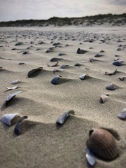 Muscheln am Strand