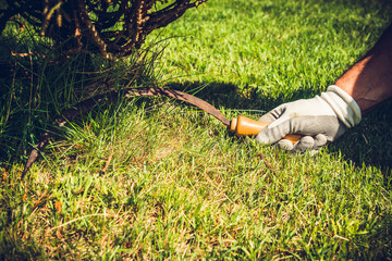 The man mows the grass using a sickle. The concept of working in the garden and caring for the beauty of the garden. The gardener holds a sickle in his hand.