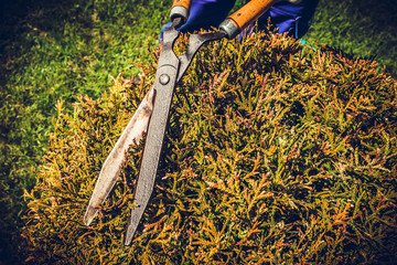 Clipping shrubs with pruning shears. Man cuts branches of bushes with hand pruning scissors....