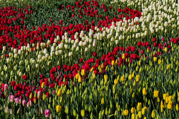 Traditional Tulip Festival at Emirgan Park in Sarıyer district of Istanbul. Colorful tulips of Emirgan Park.