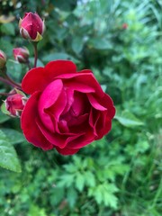 red rose in garden