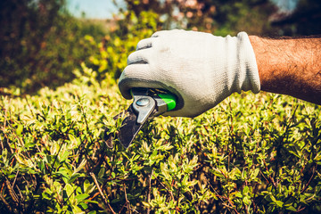 Clipping shrubs with pruning shears. Man cuts branches of bushes with hand pruning scissors....