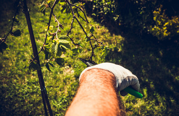 Clipping shrubs with pruning shears. Man cuts branches of bushes with hand pruning scissors. Concept of caring for the garden, beauty of the garden. Allotment season. Shrub formation, tree appearance