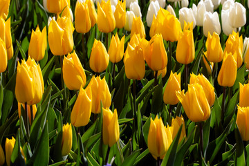 Obraz premium Traditional Tulip Festival at Emirgan Park in Sarıyer district of Istanbul. Colorful tulips of Emirgan Park.