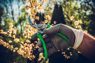 Clipping shrubs with pruning shears. Man cuts branches of bushes with hand pruning scissors....