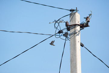 small sparrows on high voltage wires
